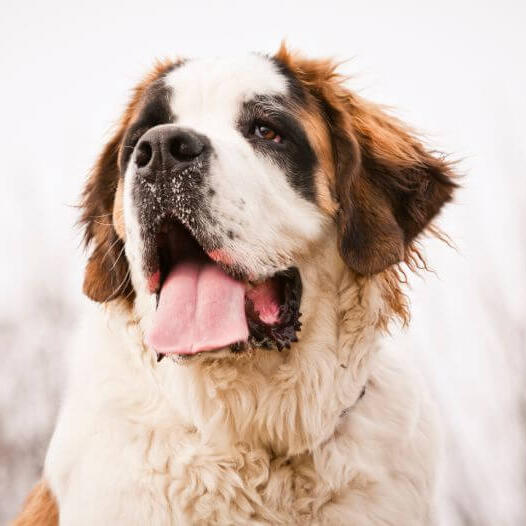 St. Bernard Dog Breed