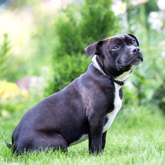 Staffordshire Bull Terrier sitting on the grass