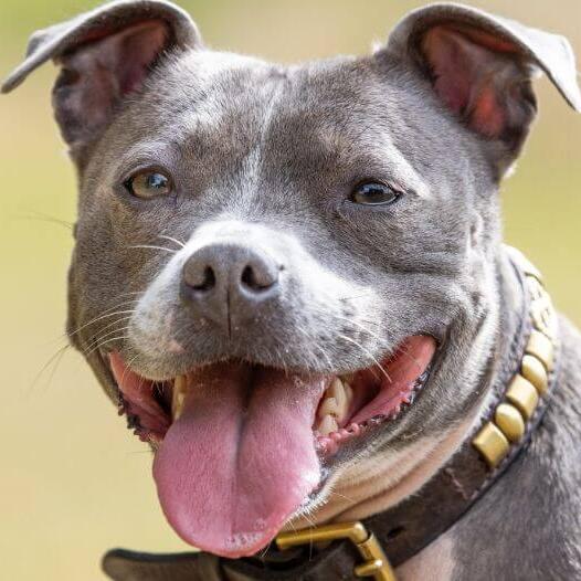 Staffordshire Bull Terrier with tongue out