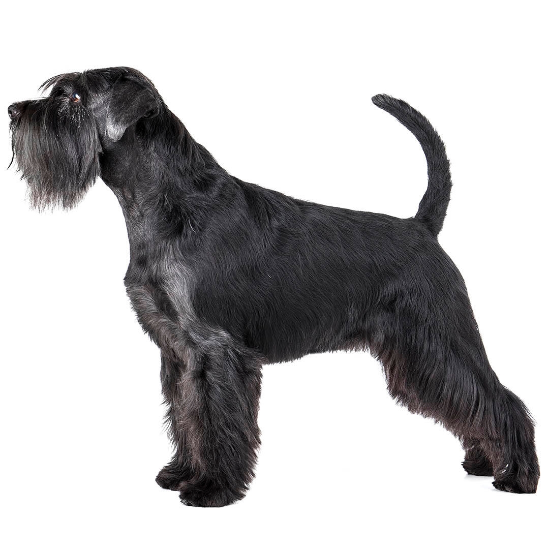 Standard Schnauzer Dog Breed