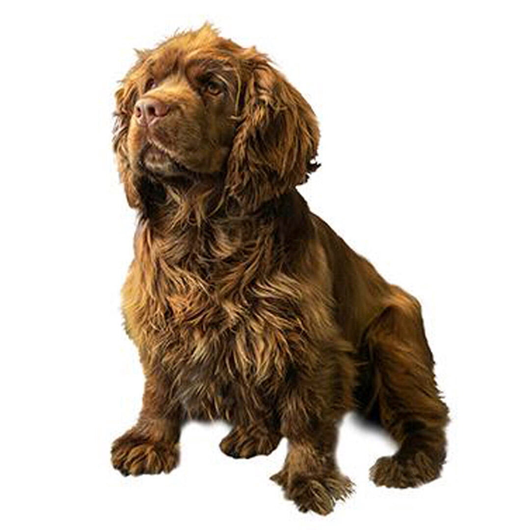 Sussex Spaniel Dog Breed