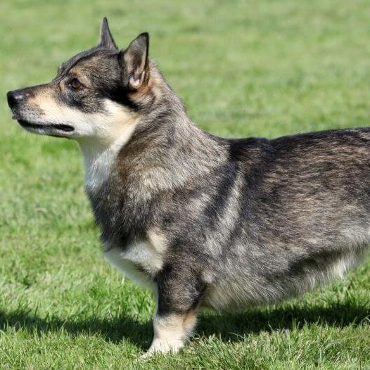 Swedish Vallhund standing on the grass