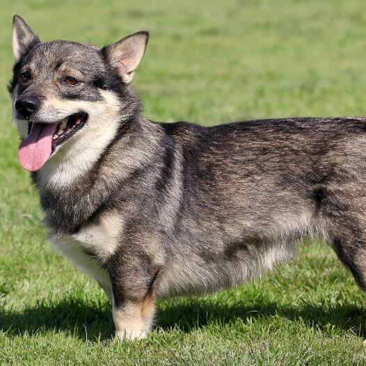Swedish Vallhund standing on the grass and smiling