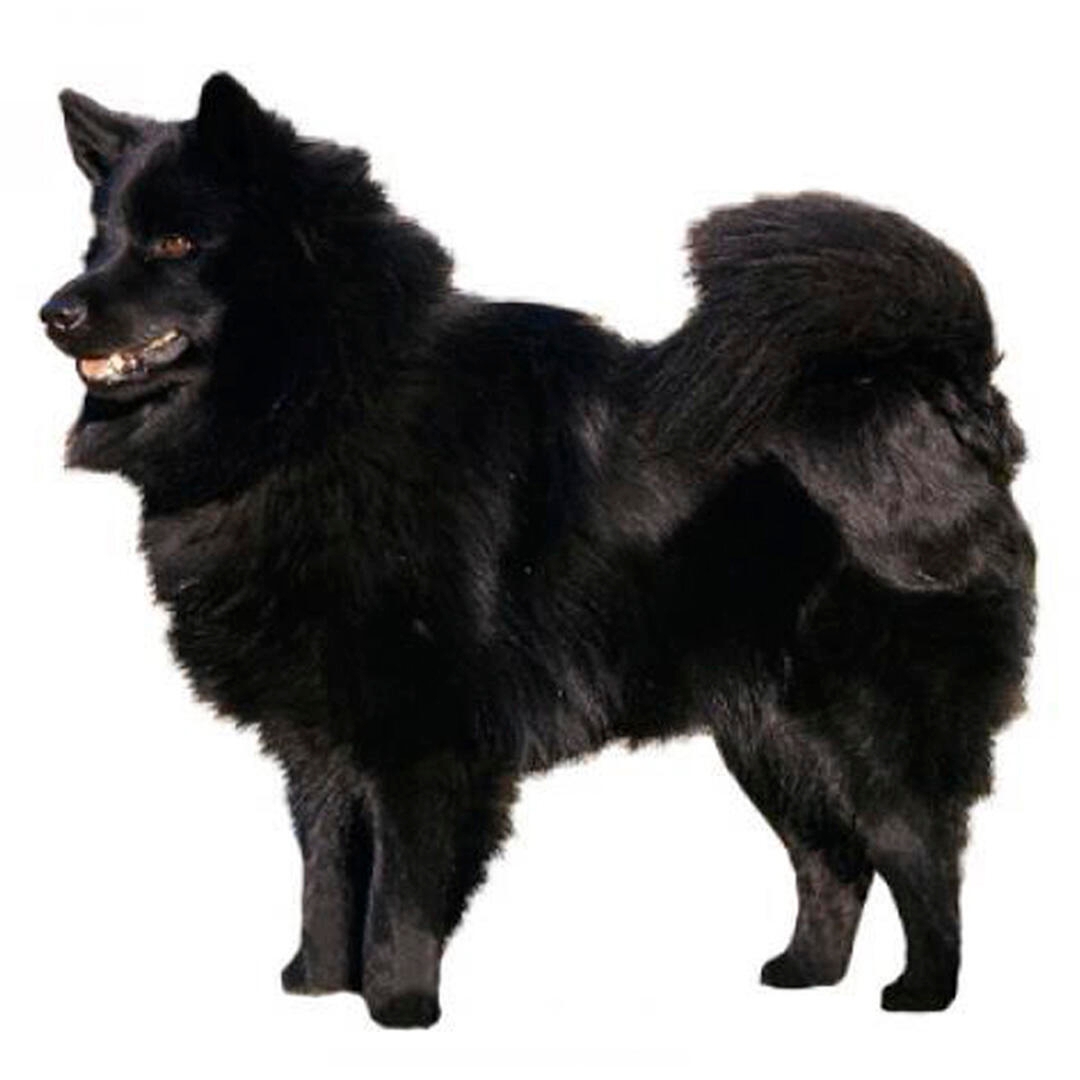 Swedish Lapphund Dog Breed