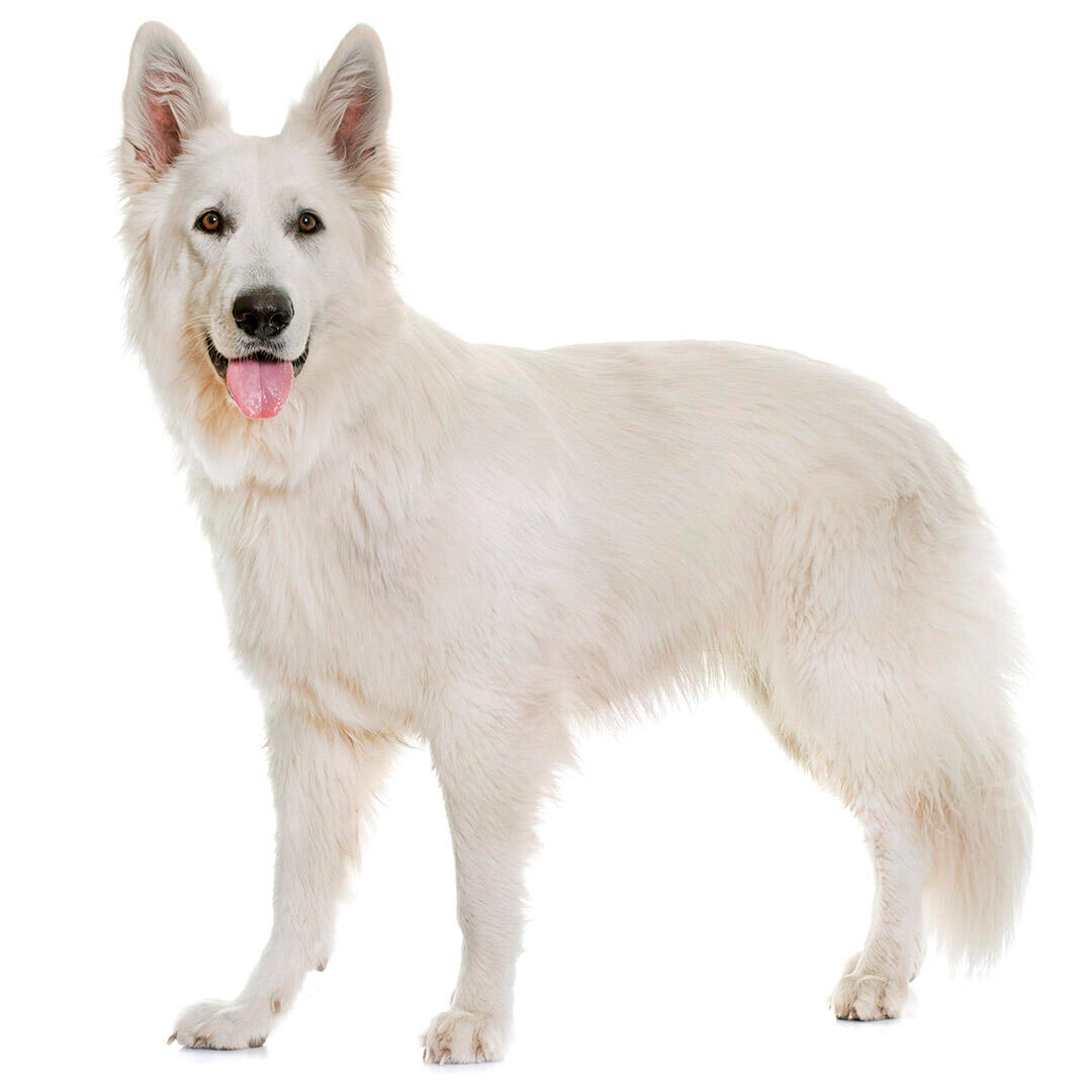 Swiss White Shepherd Dog Breed