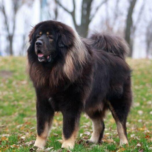 Dark Tibetan Mastiff in the forest