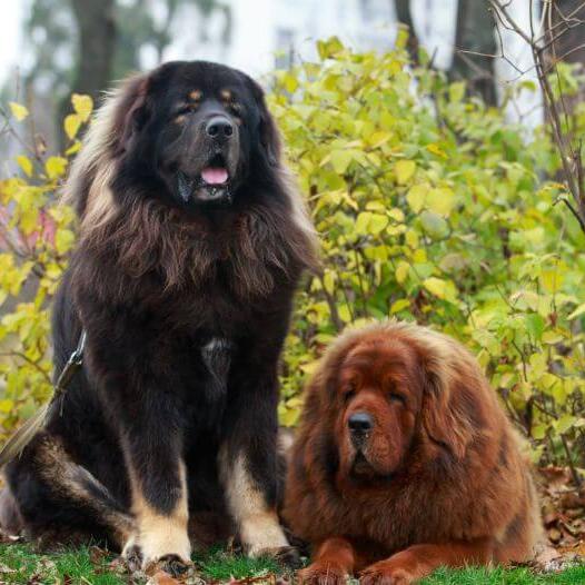 Brown and black tibetan mastiffs in the park