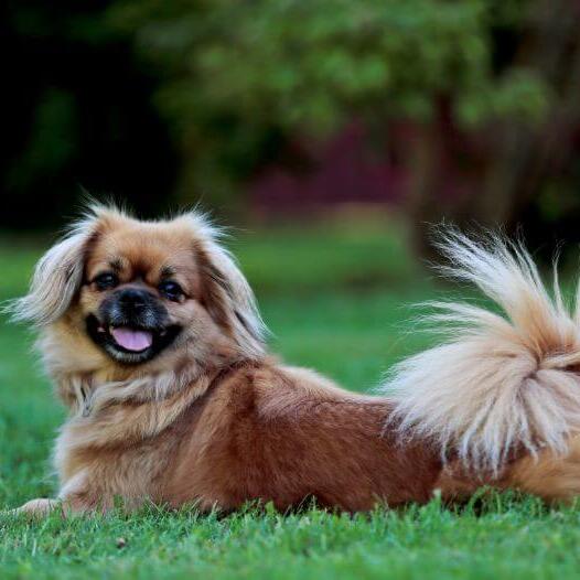 Tibetan Spaniel lying on the grass