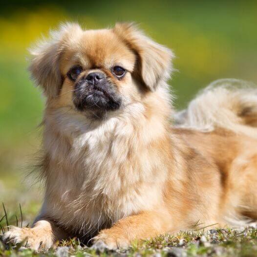 Tibetan Spaniel lying on the grass and and focused on something