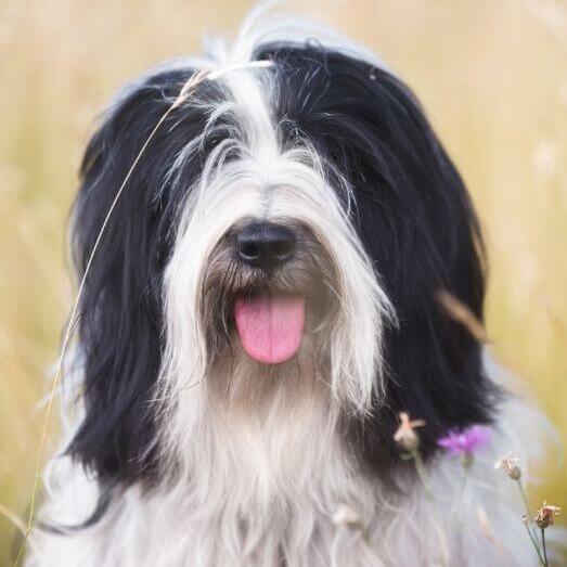 Tibetan Terrier playing in the field