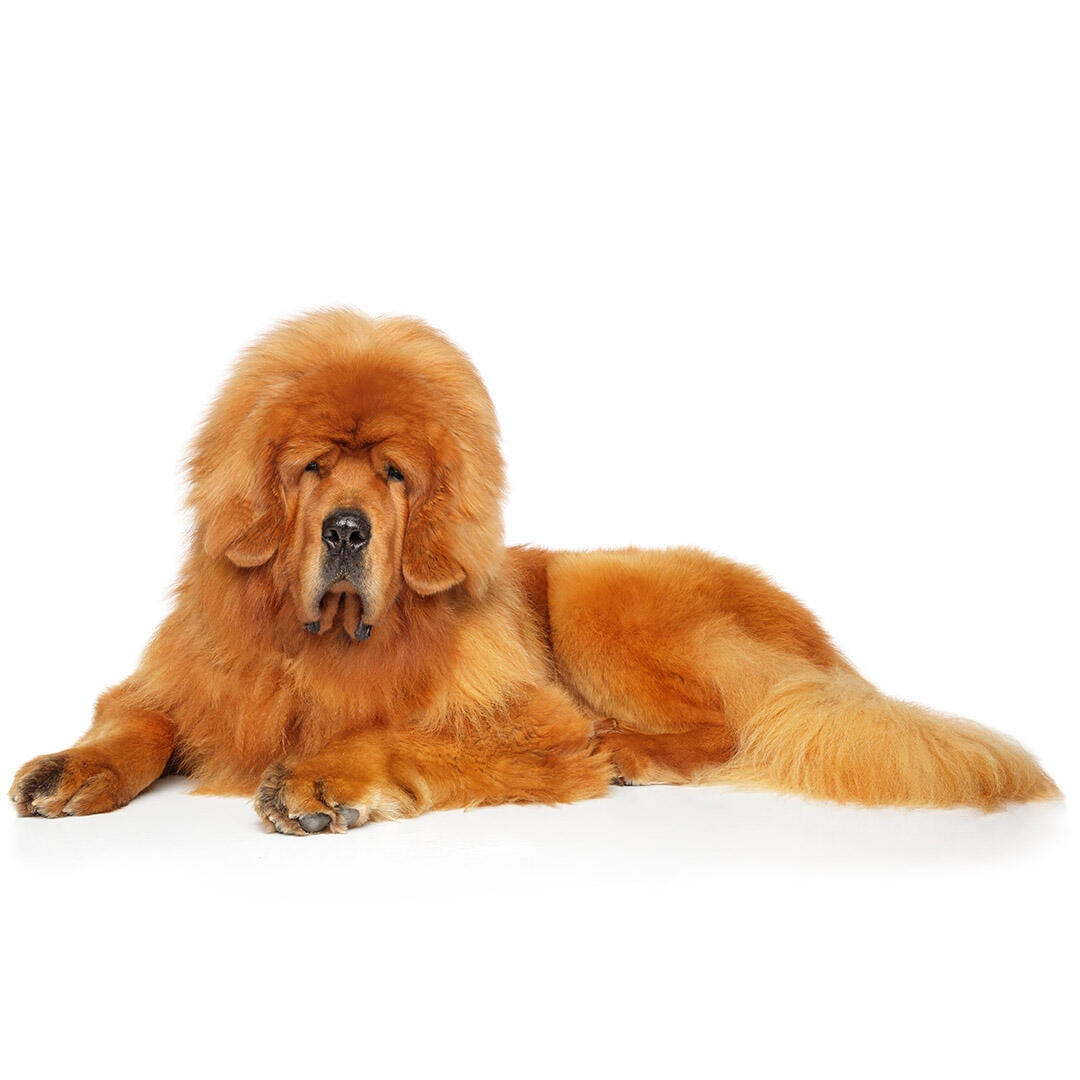 Tibetan Mastiff Dog Breed