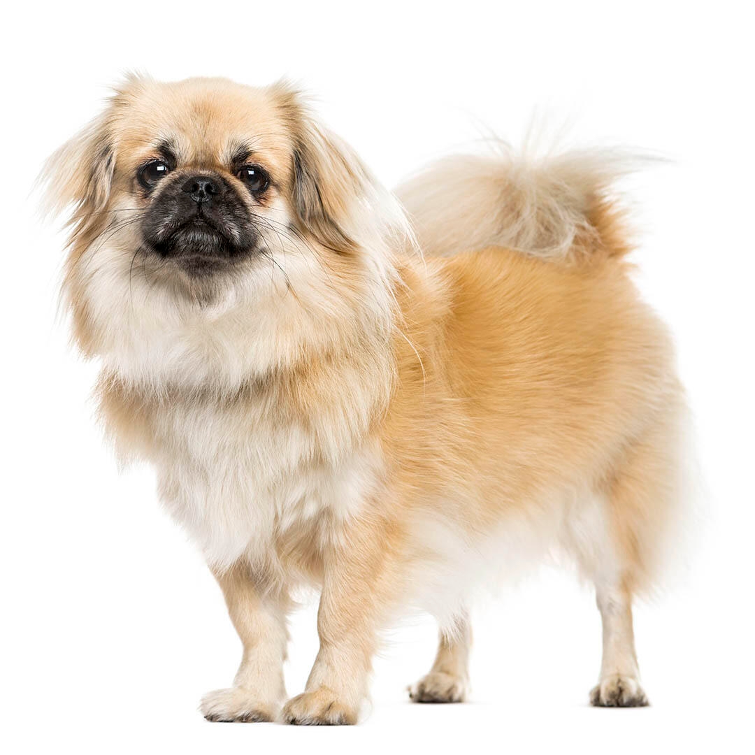 Tibetan Spaniel Dog Breed