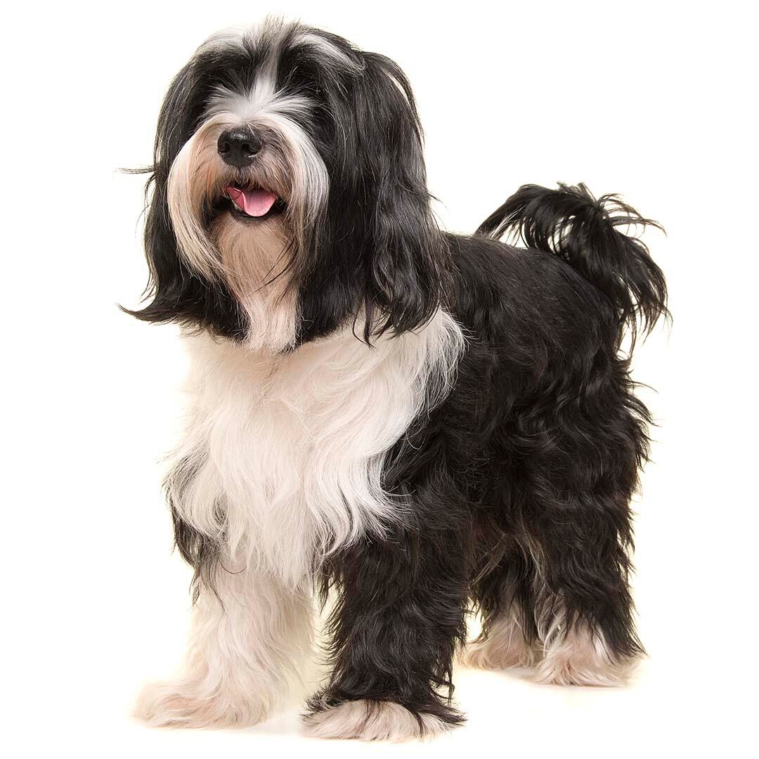 Tibetan Terrier Dog Breed