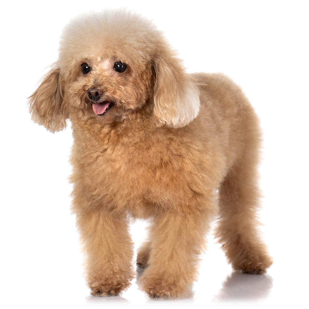 Toy Poodle: Everything to Know About Toy Poodles