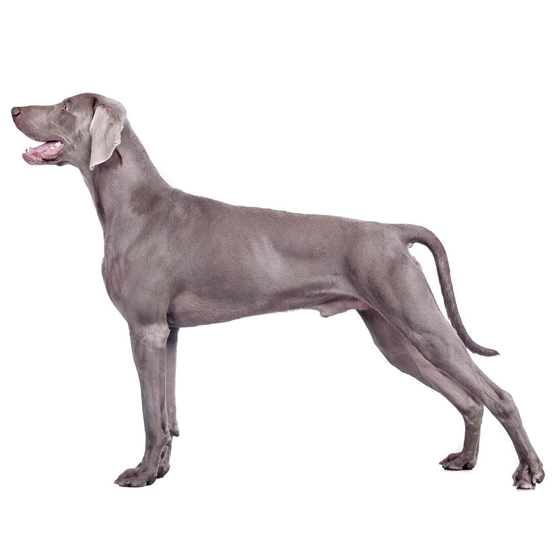 Weimaraner (Short/smooth coat) Dog Breed