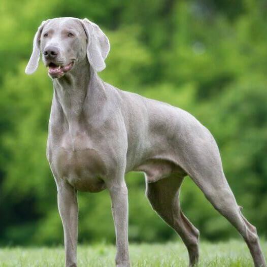 Weimaraner in the forest