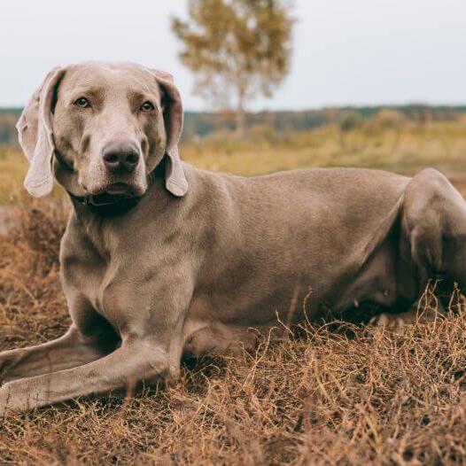 Weimaraner lying on the field