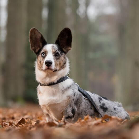 Welsh Corgi standing in the forest