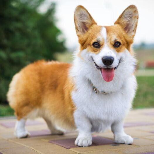 Welsh Corgi standing and looking forward