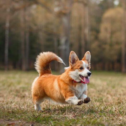 Welsh Corgi running in the wood