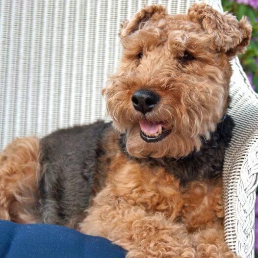 Welsh Terrier laying on chair