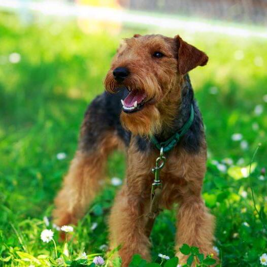 Welsh Terrier standing on the field with green grass