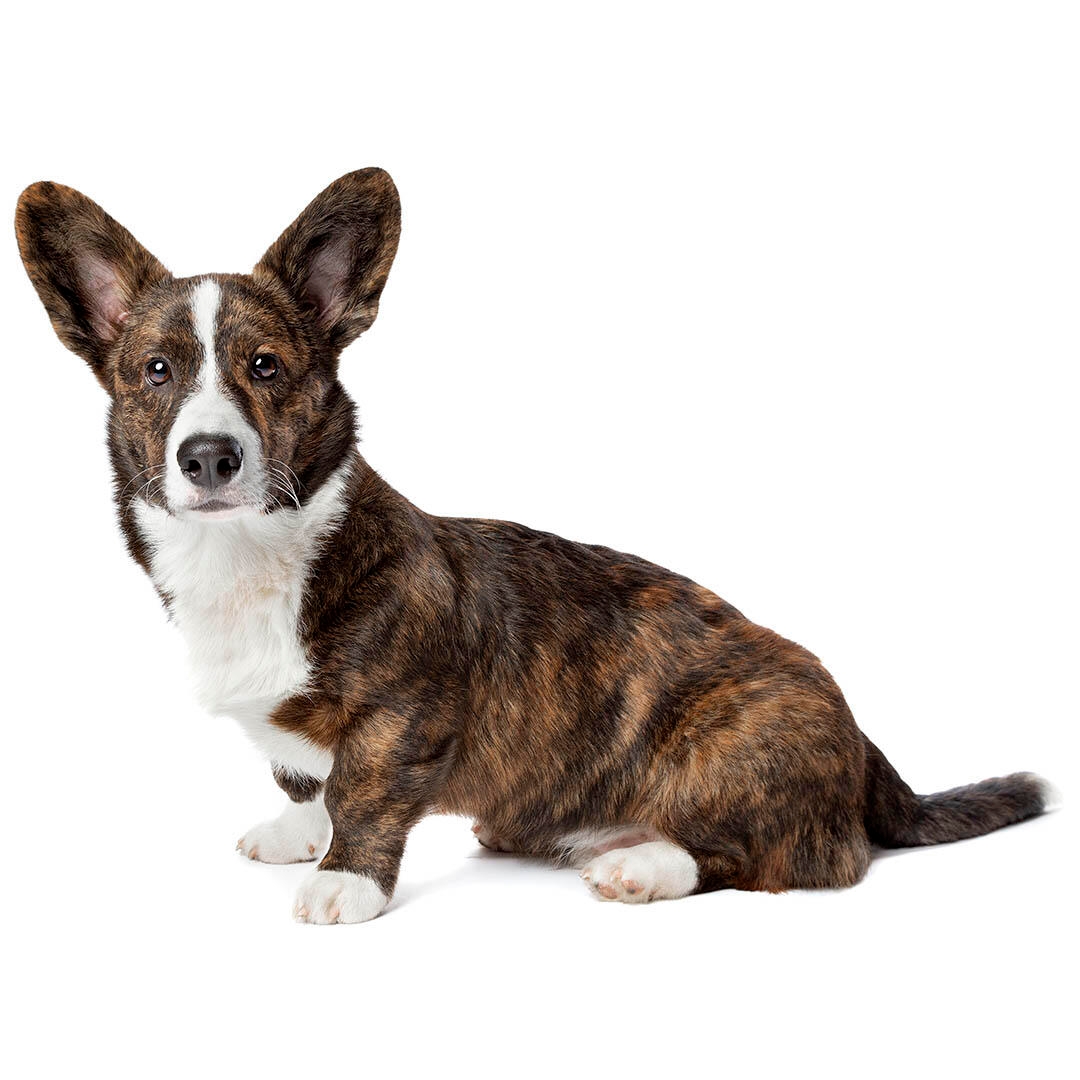 Welsh Corgi (Cardigan) (Medium/long coat) Dog Breed