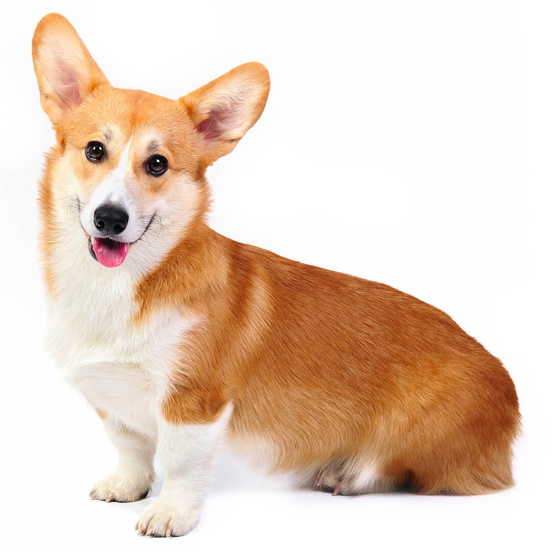 Welsh Corgi (Pembroke) Dog Breed