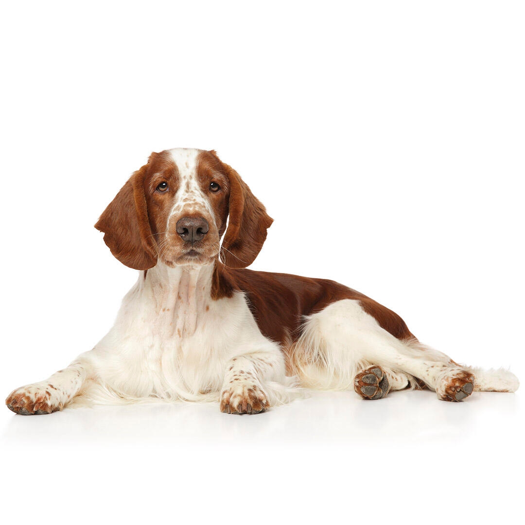 Welsh Springer Spaniel Dog Breed