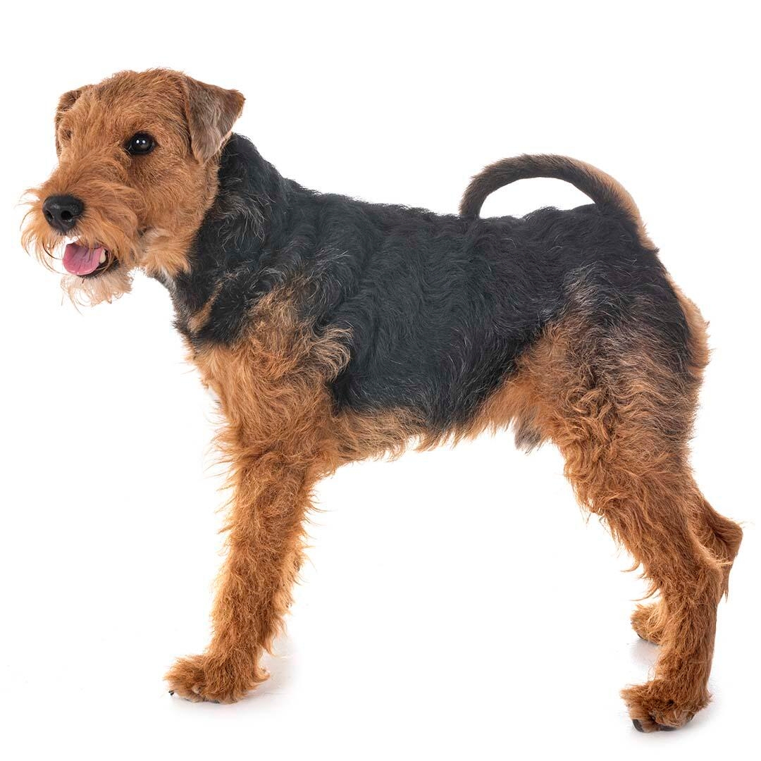 Welsh Terrier Dog Breed