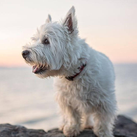 West Highland White Terrier sitting near the water