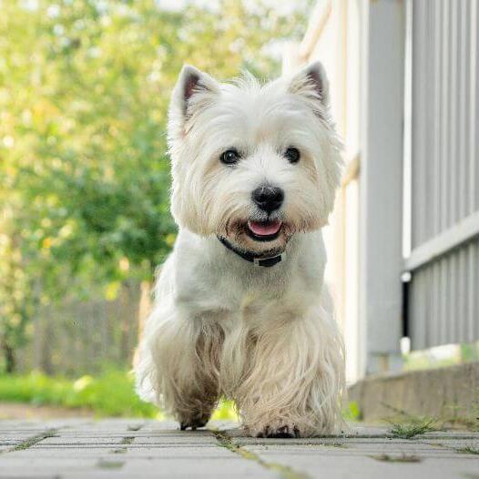 West Highland White Terrier walking in the yard
