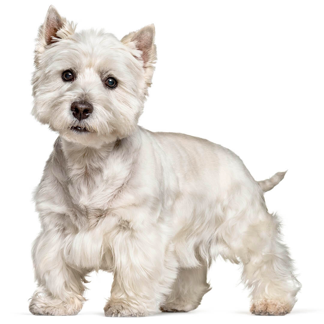 West Highland White Terrier Dog Breed