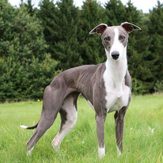 a dog breed called whippet