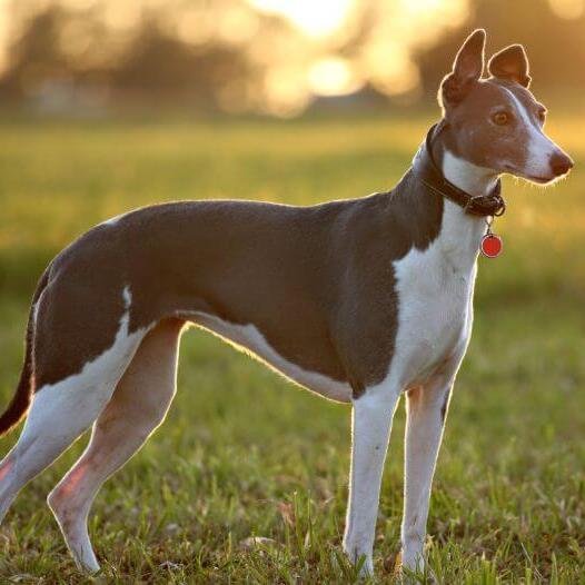 Whippet Dog Breed