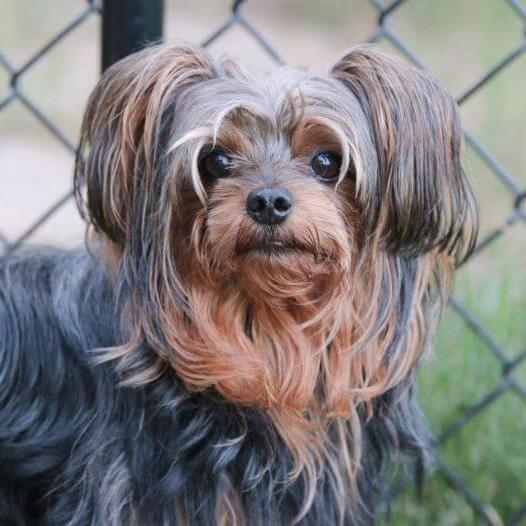 Yorkie Poo dog walking outside