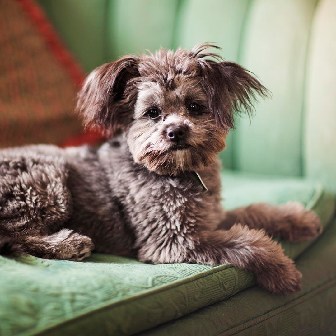 Yorkie Poo (Yorkipoo) Dog Breed