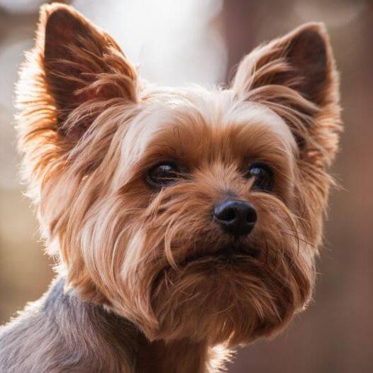 Yorkshire Terrier watching on you