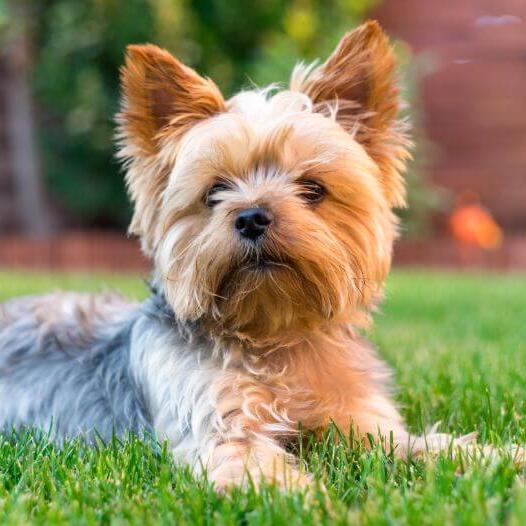 Yorkshire Terrier lying on the grass