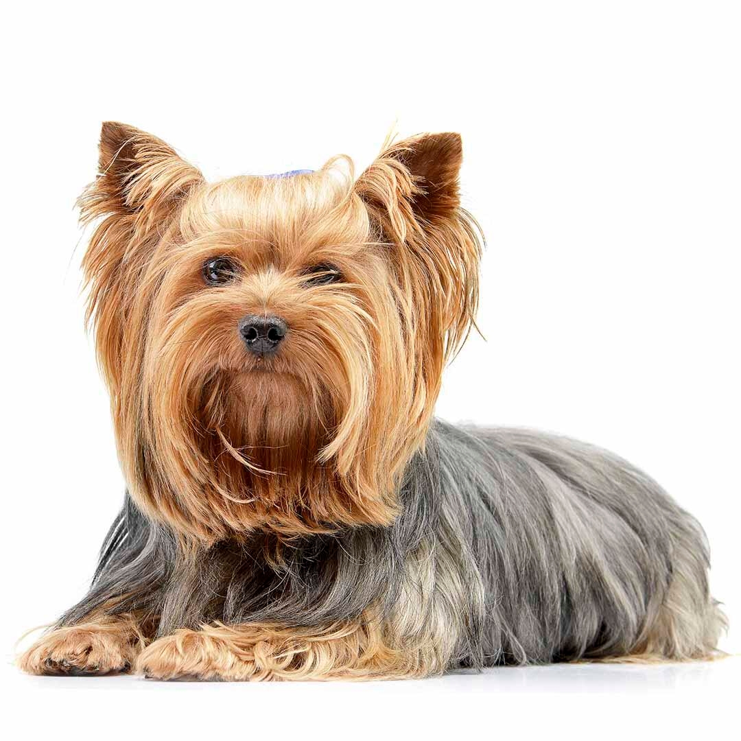 Yorkshire Terrier Dog Breed