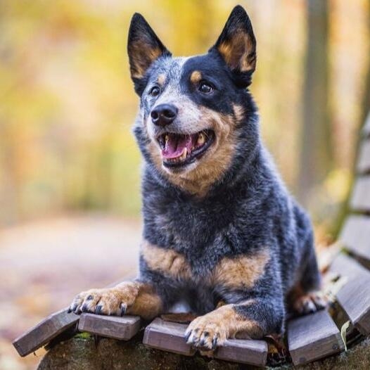 Australian Cattle Dog