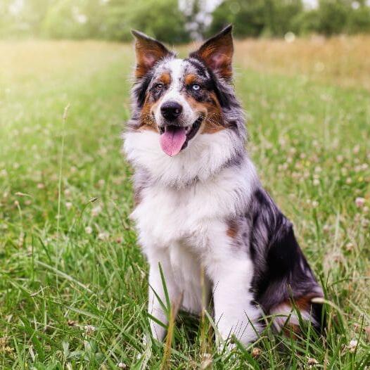 Australian Shepherd Dog Breed Information