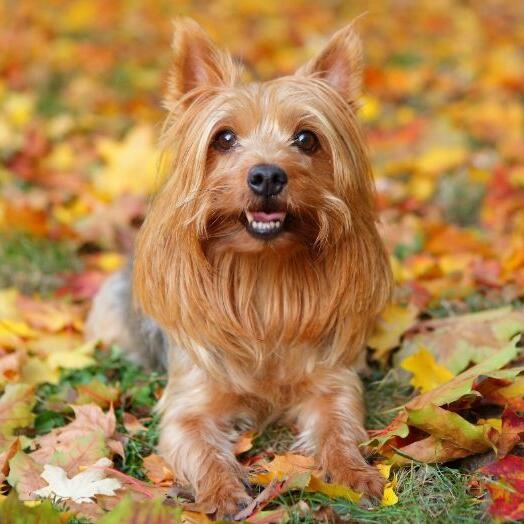 Australian Silky Terrier