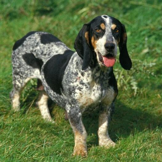 Basset Bleu de Gascogne