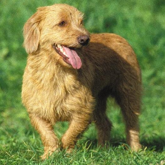 Basset Fauve de Bretagne