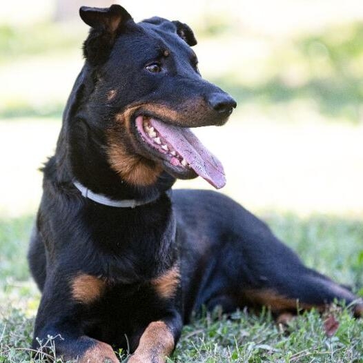 Beauceron dog clearance