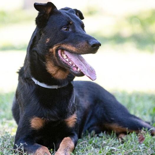 Beauceron