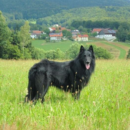 Belgian Shepherd Dog Groenendael