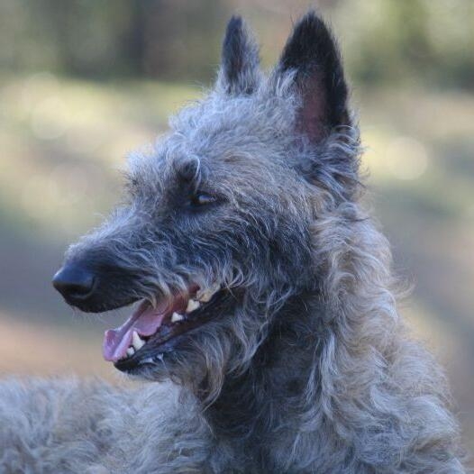 Belgian Shepherd Dog Laekenois