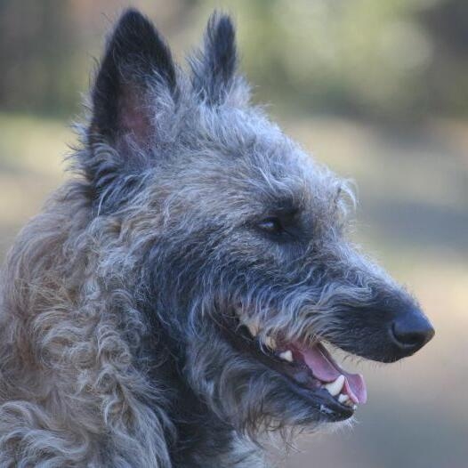 Belgian Shepherd Dog Laekenois